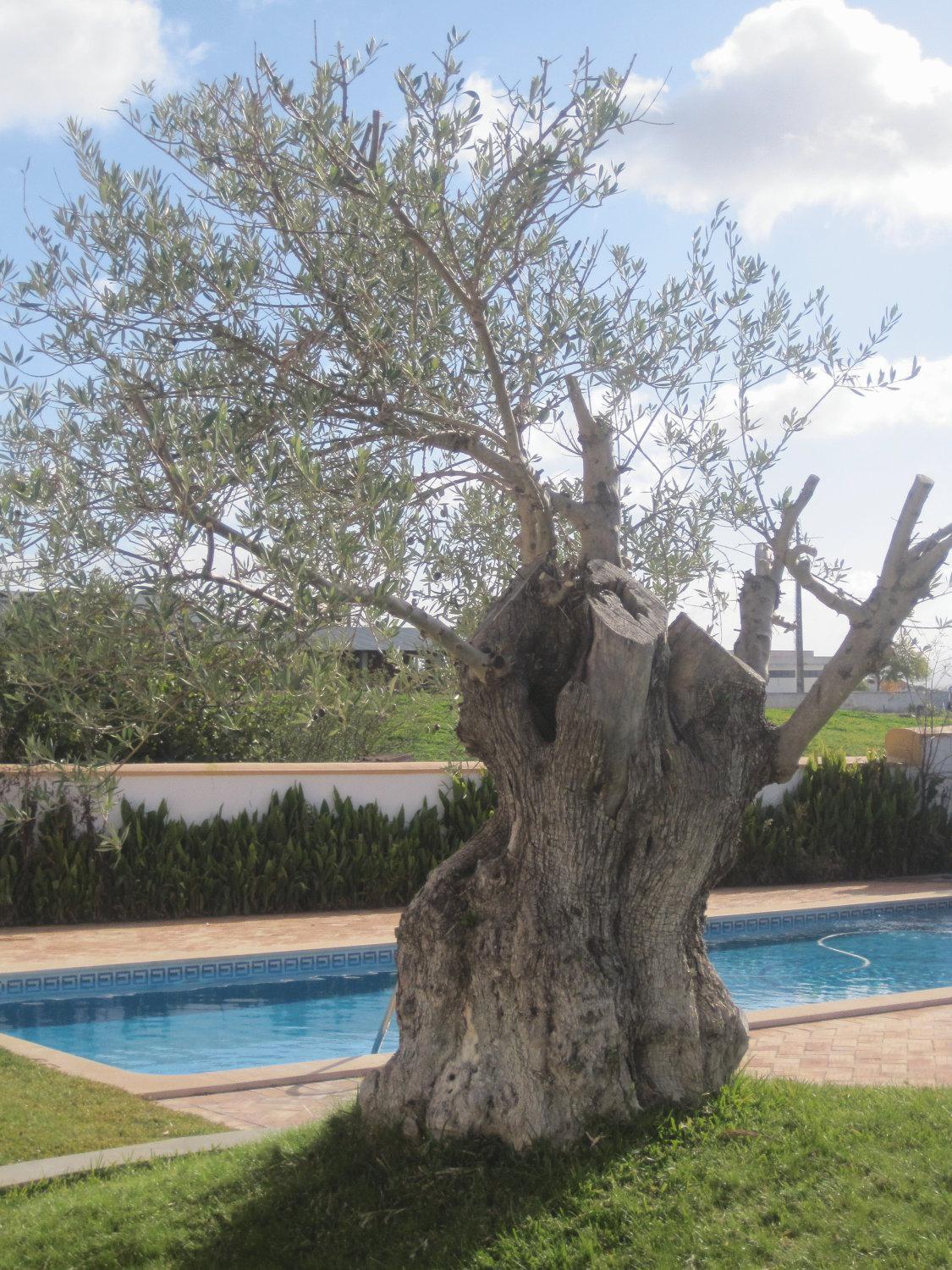 Vila Verde de Ficalho Outeiro Da Vila - Casas De Campo מראה חיצוני תמונה
